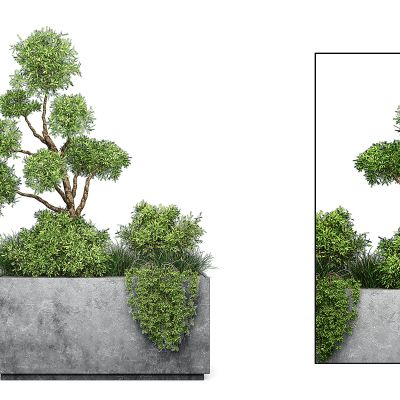 现代绿植盆栽