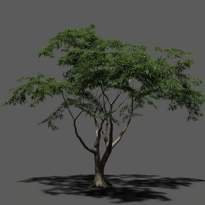 现代澳大利亞树