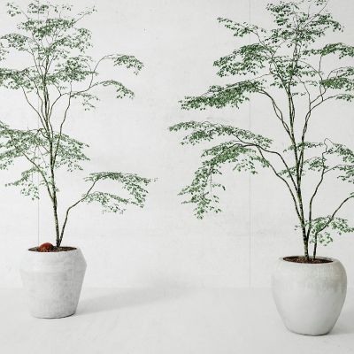 现代植物绿植盆栽