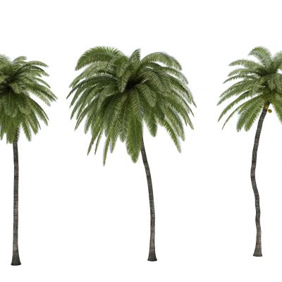 现代热带植物树