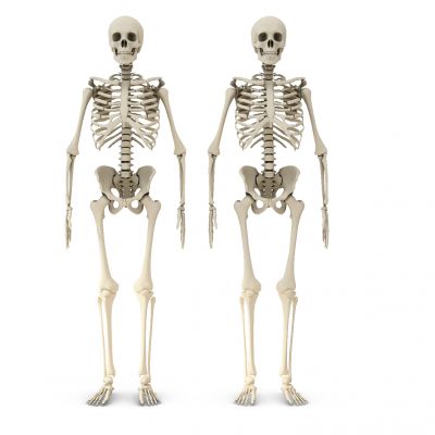 现代人体骨骼