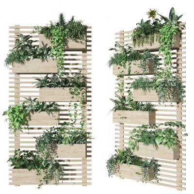 绿萝盆栽  藤蔓