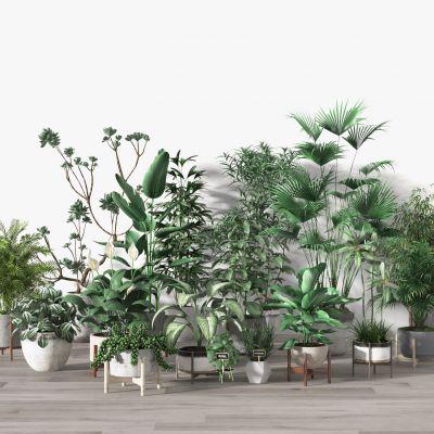 花草  植物  绿植