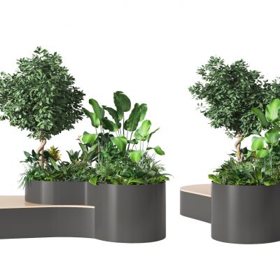 植物盆栽  盆景