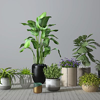 绿植盆栽植物花盆组合