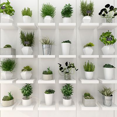 现代滴水观音仙人掌盆栽花盆组合