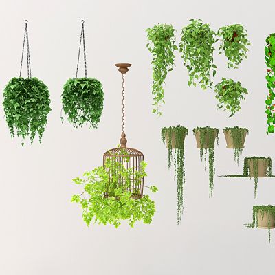 现代藤蔓吊篮植物组合