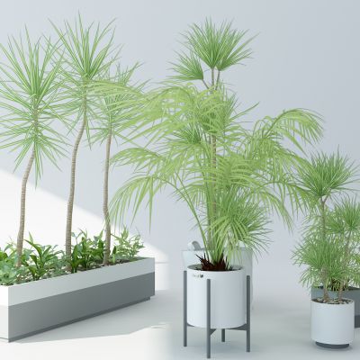 现代绿植植物盆栽花槽