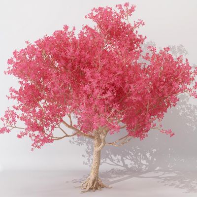 樱花树红叶子树