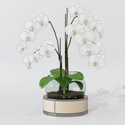 现代盆栽植物蝴蝶兰花