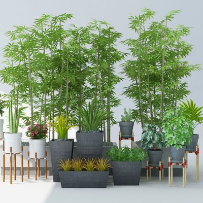 现代竹子绿植盆栽竹子