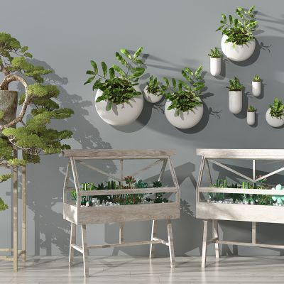 景观植物松树盆景花架花店壁挂植物