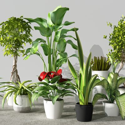 植物盆景盆栽绿植花盆