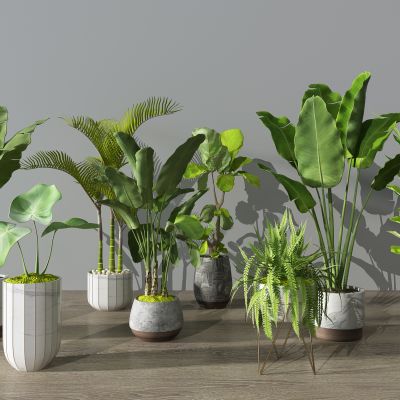 现代植物盆栽花盆绿植