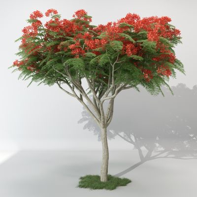 现代景观植物树合欢树