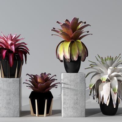 植物盆景盆栽绿植花盆