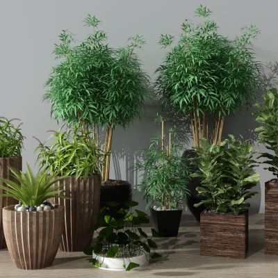 现代植物盆栽花盆绿植花槽竹子