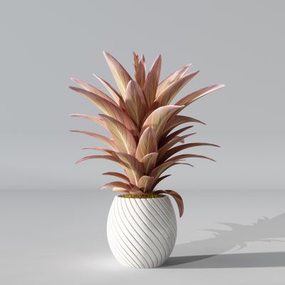 现代植物盆栽花盆