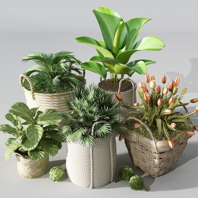 现代植物盆栽花盆绿植