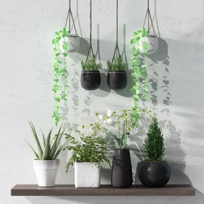 现代植物盆栽花盆隔板阳台植物