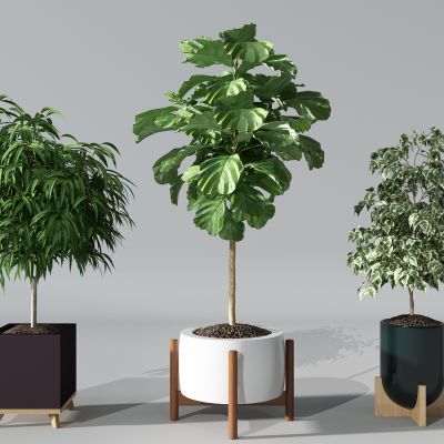 植物盆景盆栽绿植花盆