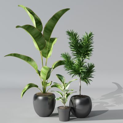 植物盆景盆栽绿植花盆