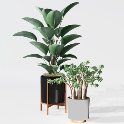 植物盆景盆栽绿植花盆