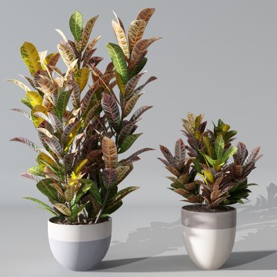 植物盆景绿植盆栽