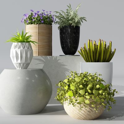 阳台植物盆景盆栽绿植花盆