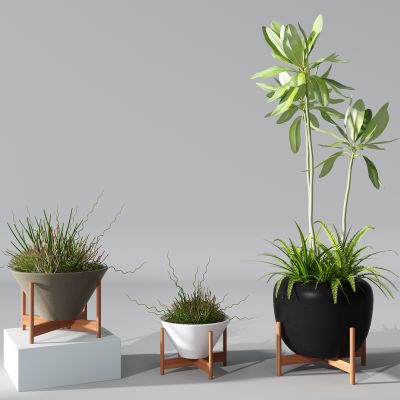 植物盆景盆栽绿植花盆