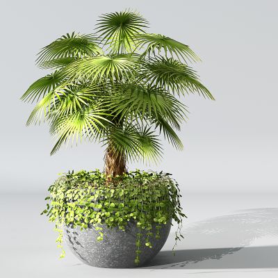 现代植物盆栽花盆