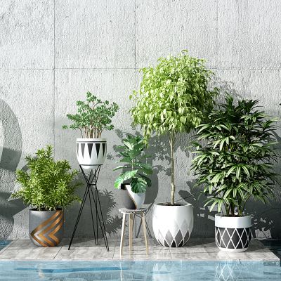 现代植物盆栽花盆绿植