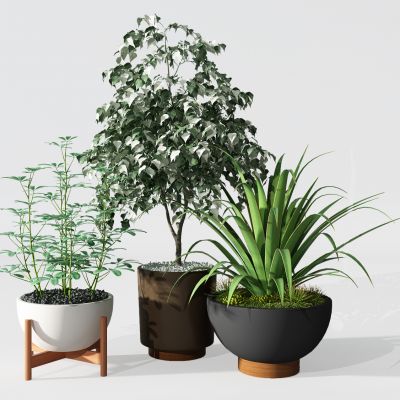 植植物盆景盆栽绿植花盆