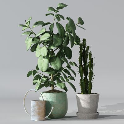 植物绿植盆栽花盆仙人掌