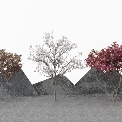 现代玉兰树景观树