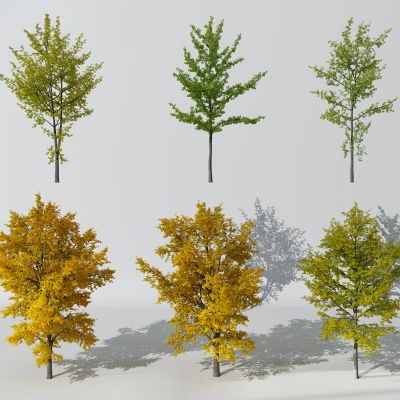 园林景观树银杏树