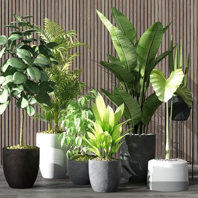 现代植物盆栽花盆绿植