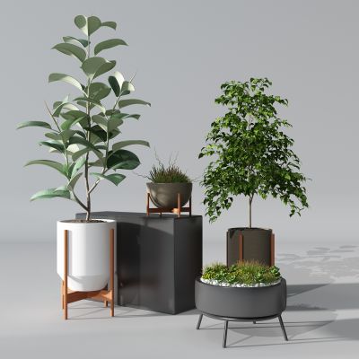 植物盆景盆栽绿植花盆