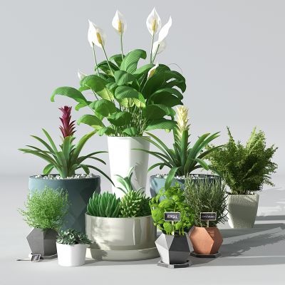 现代盆景花卉多肉植物盆栽