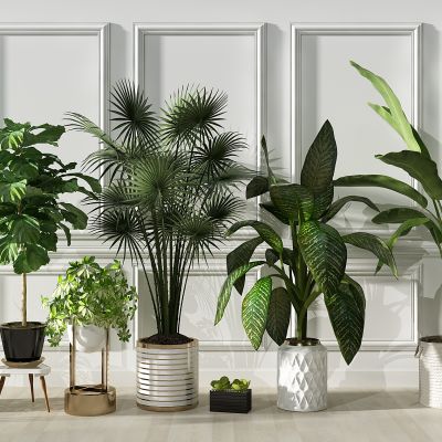 现代植物盆栽花盆绿植