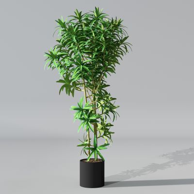 植物盆景盆栽绿植