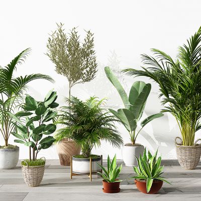 现代植物盆栽花盆绿植