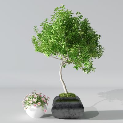 植物盆景盆栽绿植花盆