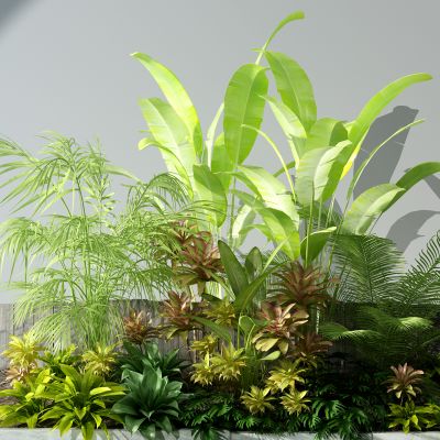 景观植物大叶植物花草庭院景观