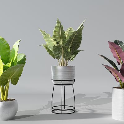 现代植物盆栽花盆绿植