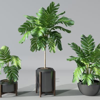 植物盆景盆栽绿植花盆