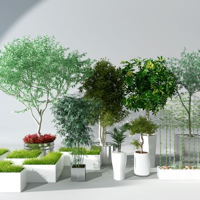 植物绿植盆栽花盆花槽池景观树