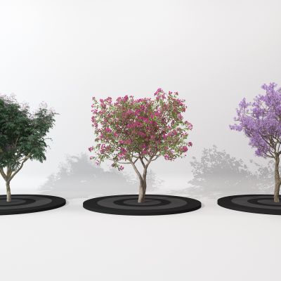 现代三角梅景观树绿植树