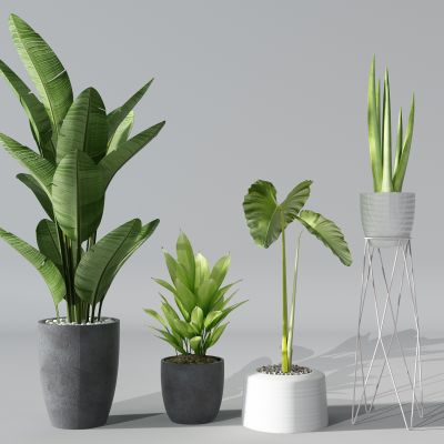 现代植物盆栽花盆绿植