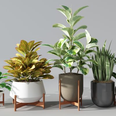 植物盆景盆栽绿植花盆